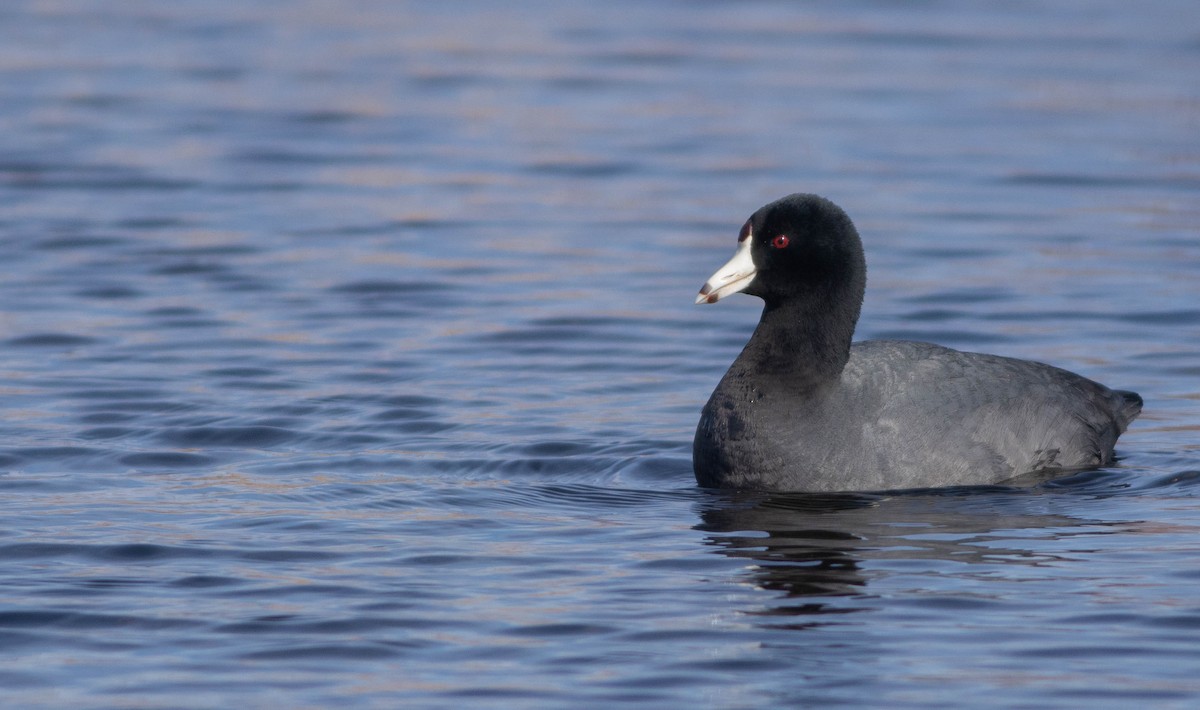 American Coot - Logan Baldwin