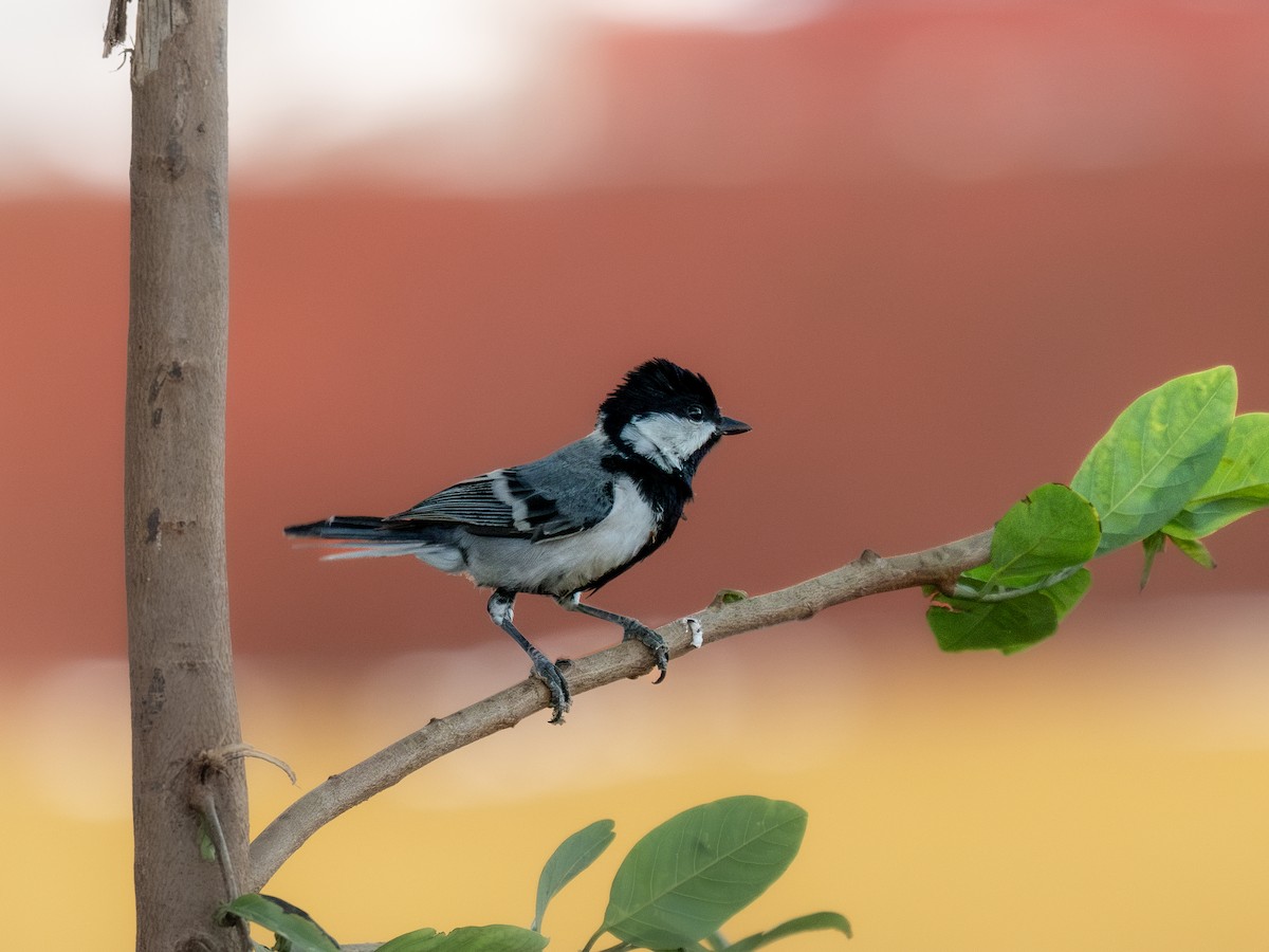 Cinereous Tit - ML620290653