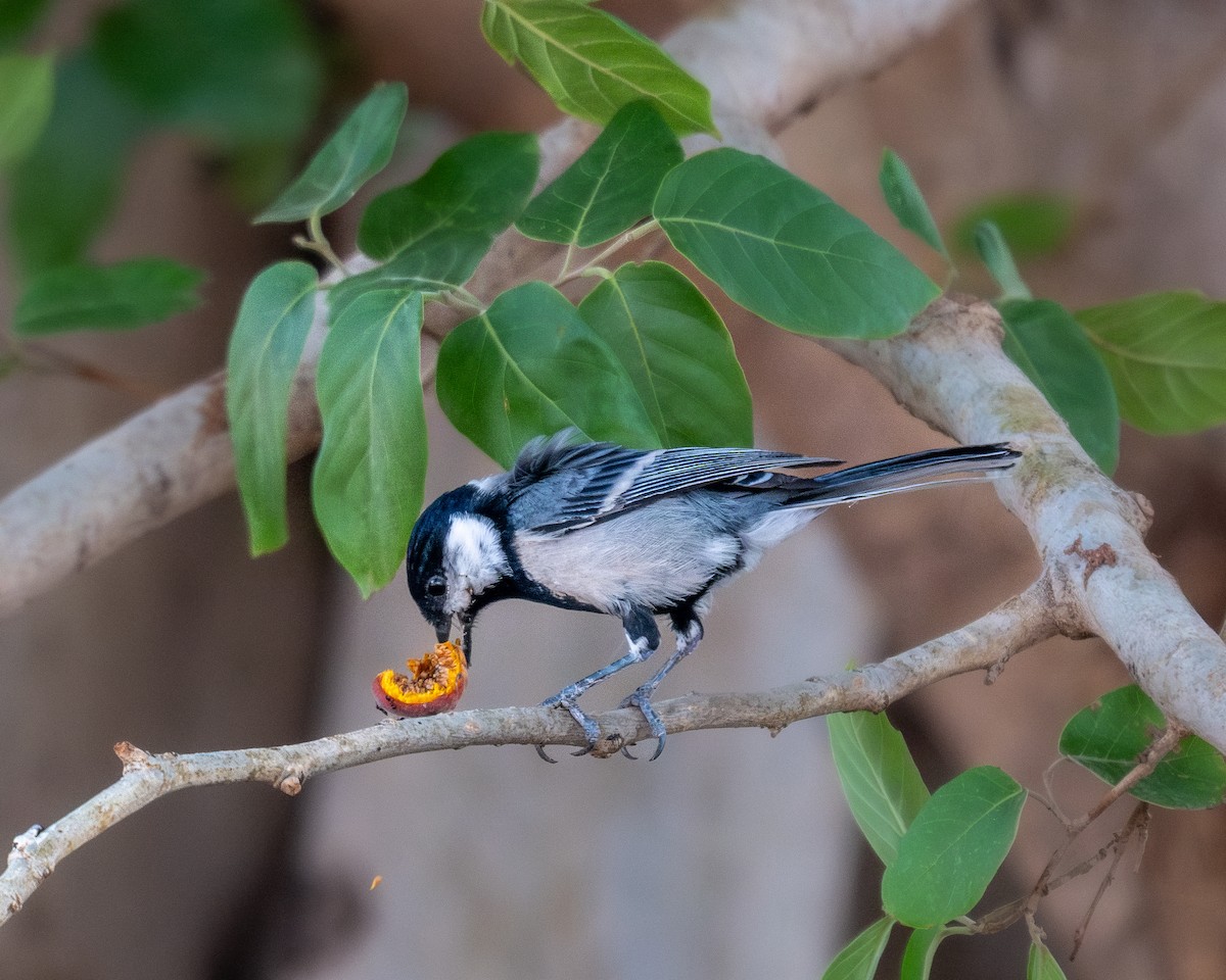 Cinereous Tit - ML620290654