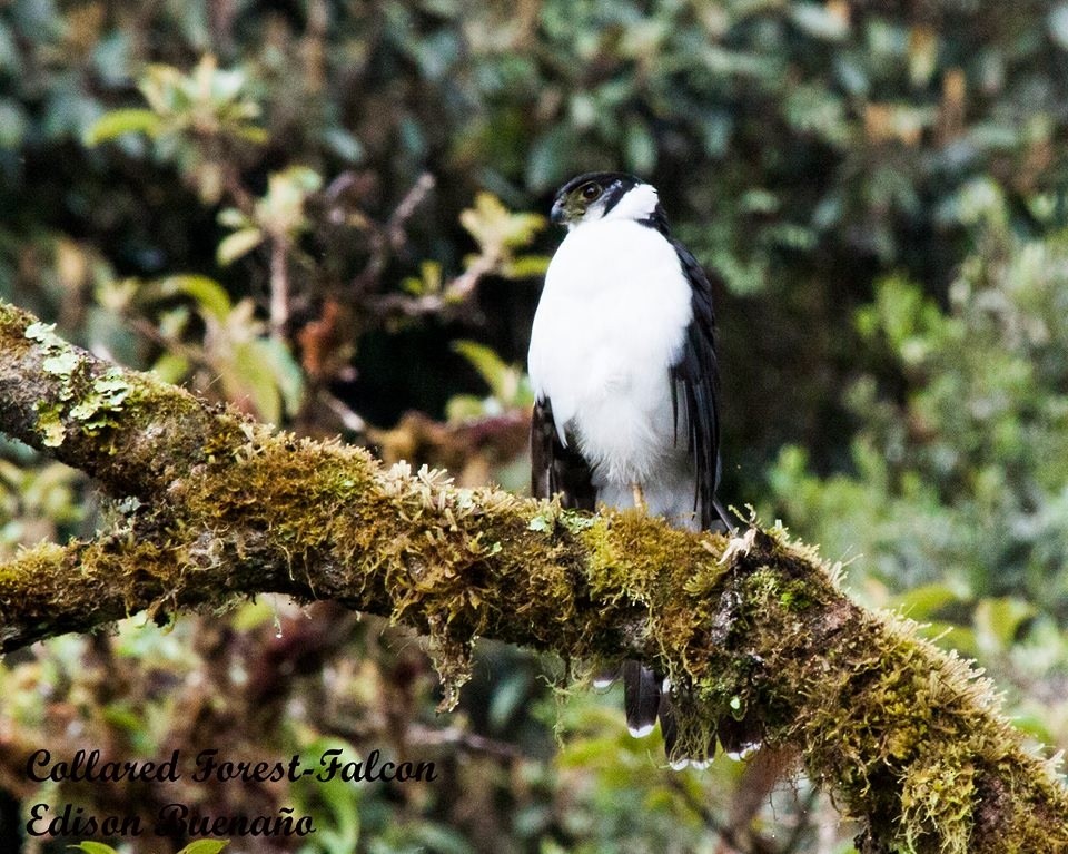 Collared Forest-Falcon - ML620290655