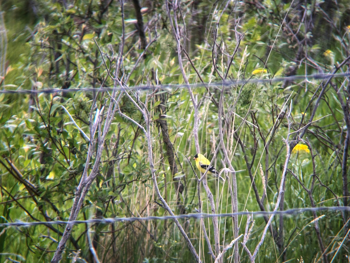 American Goldfinch - ML620290657