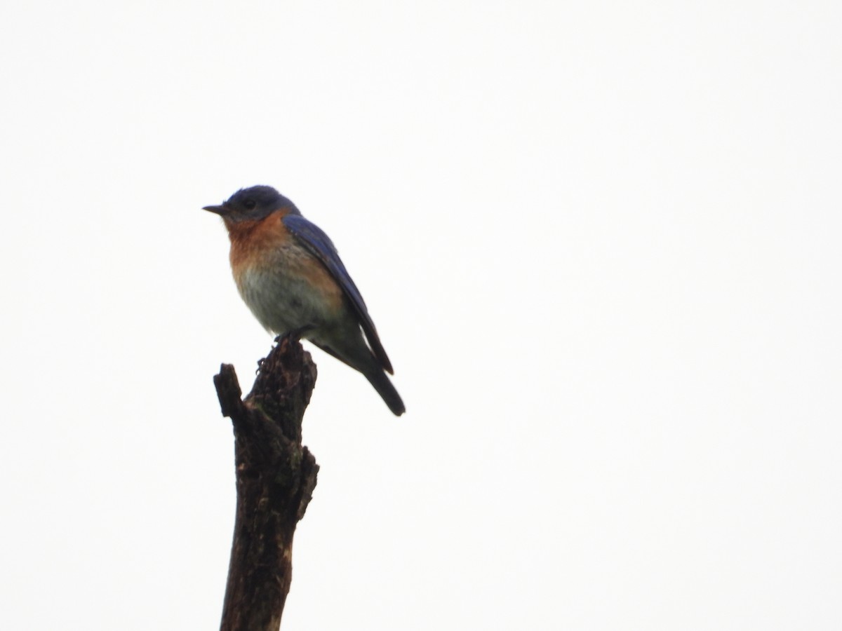 Eastern Bluebird - ML620290661