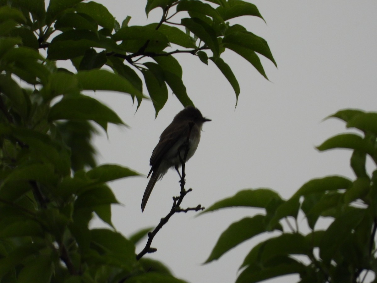 Eastern Phoebe - ML620290662