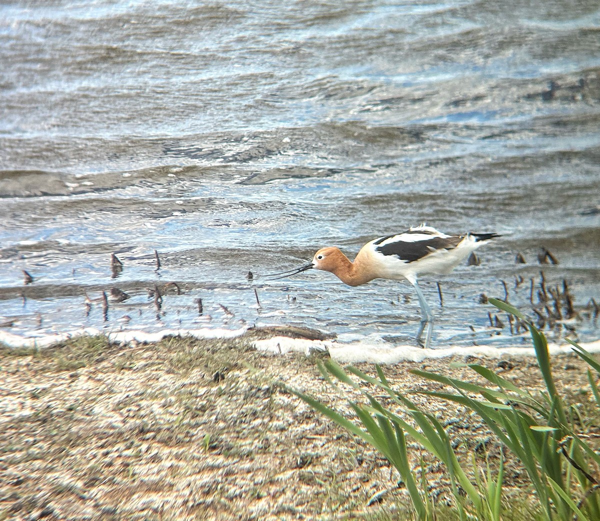 Avocette d'Amérique - ML620290665