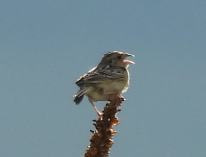 Grasshopper Sparrow - ML620290667