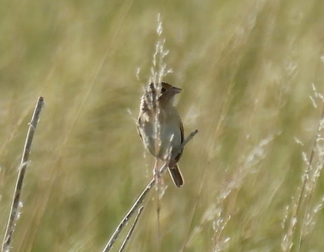 Grasshopper Sparrow - ML620290669