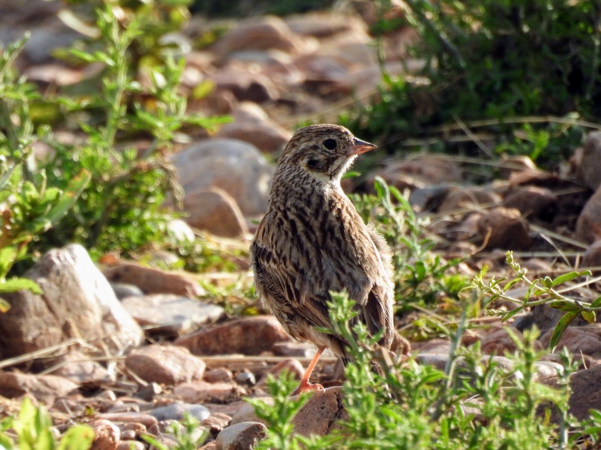 Vesper Sparrow - ML620290675