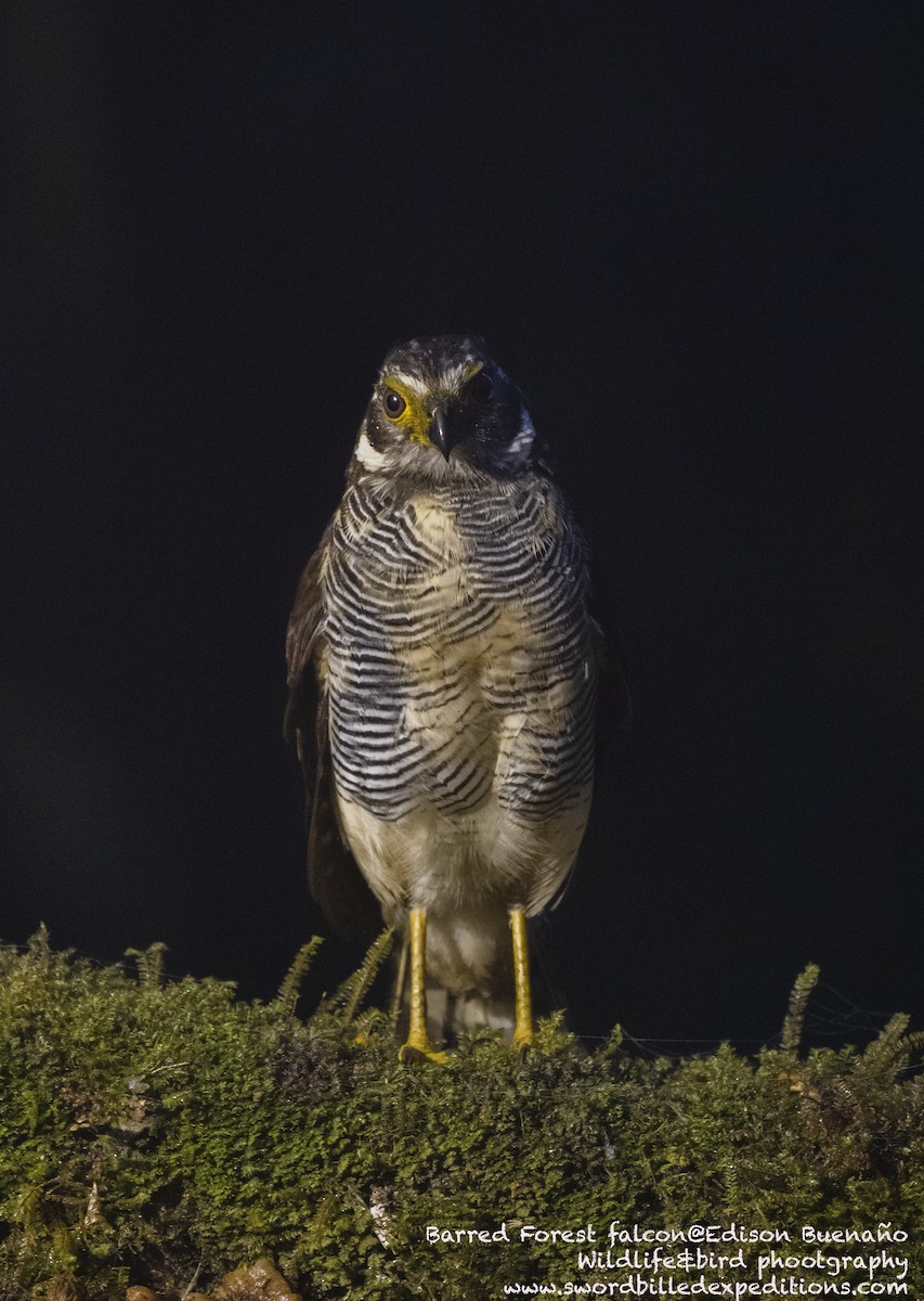 Barred Forest-Falcon - ML620290685