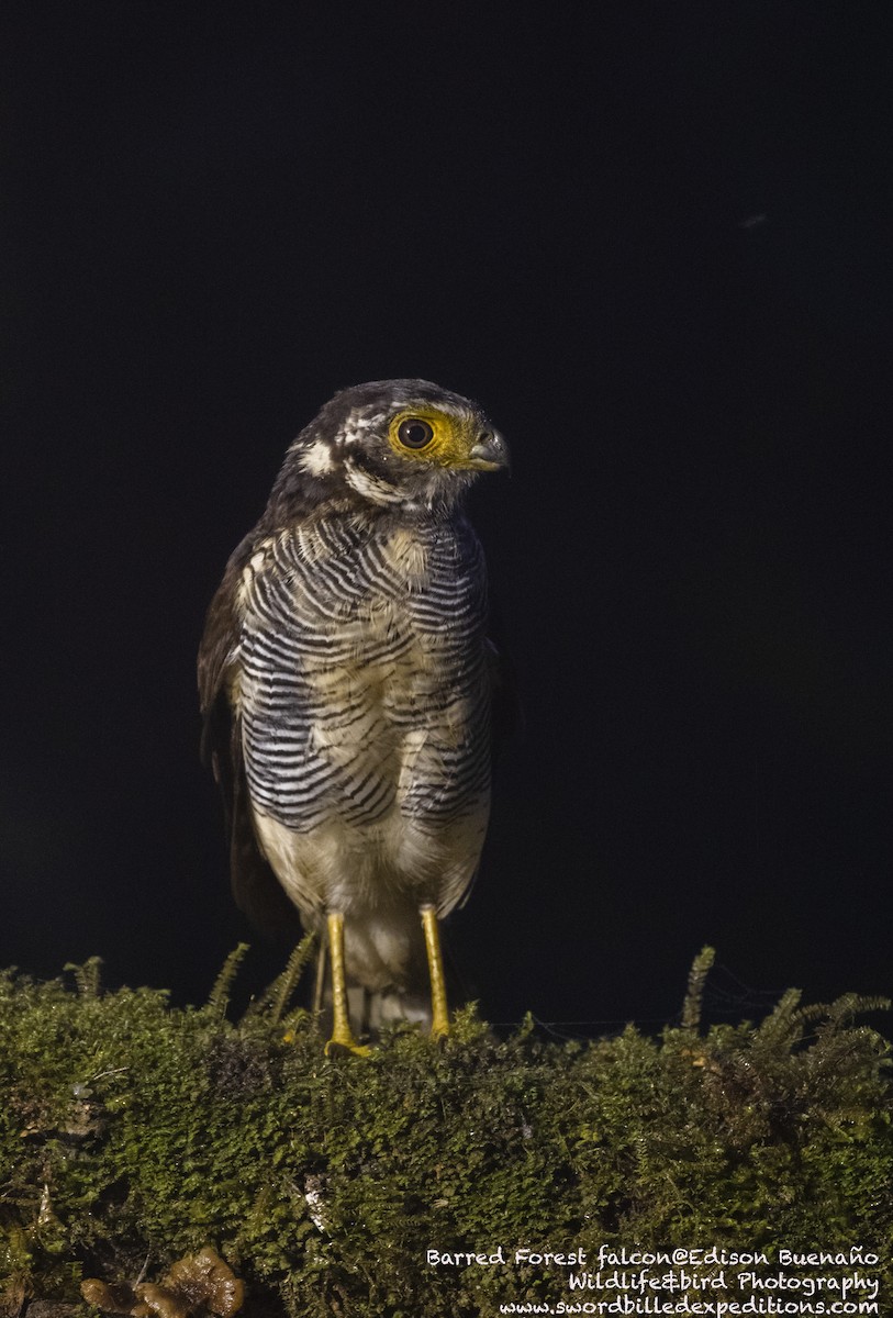 Barred Forest-Falcon - ML620290686