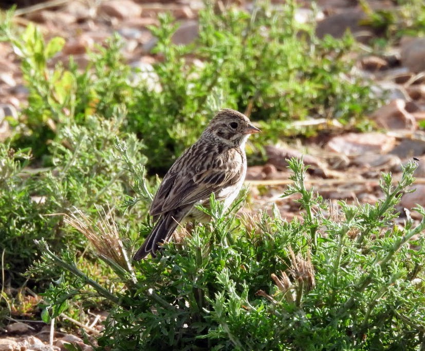 Vesper Sparrow - ML620290689