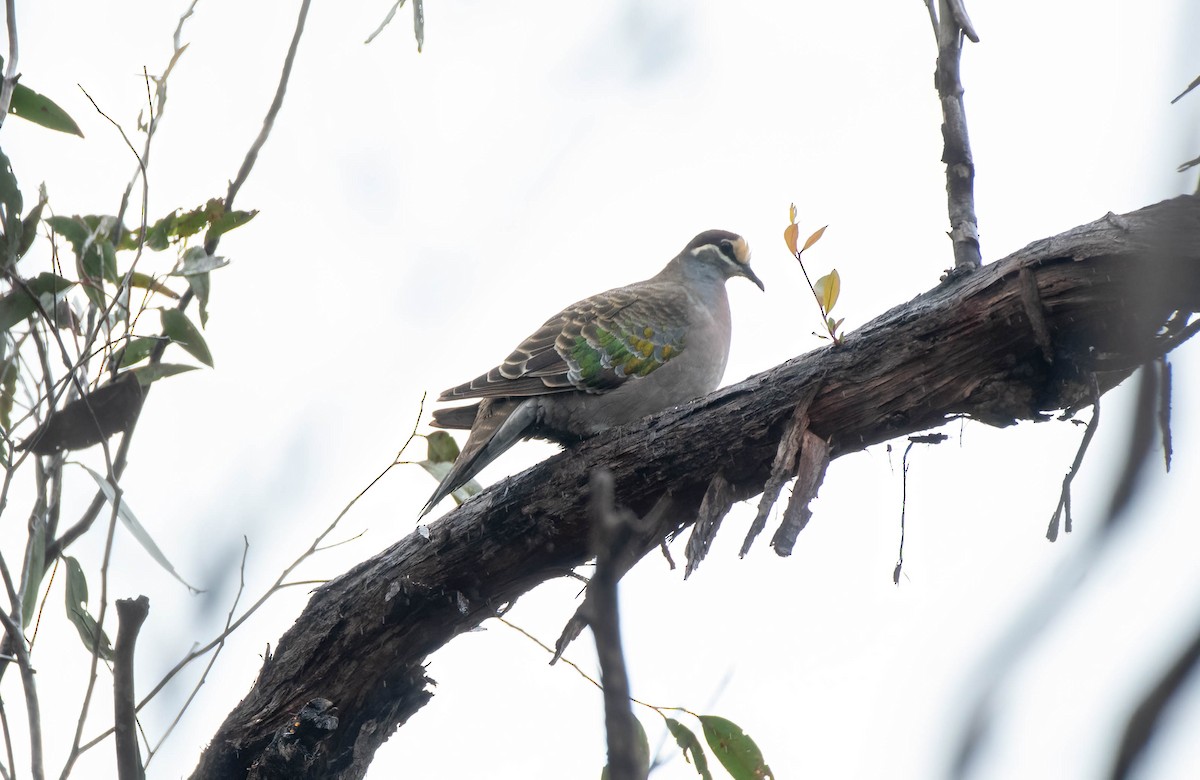 Common Bronzewing - ML620290691