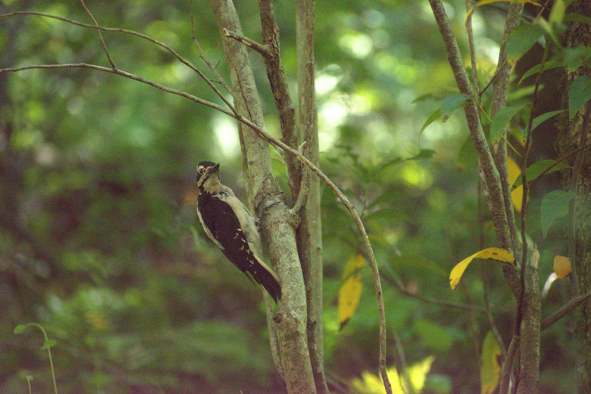 Hairy Woodpecker - ML620290692