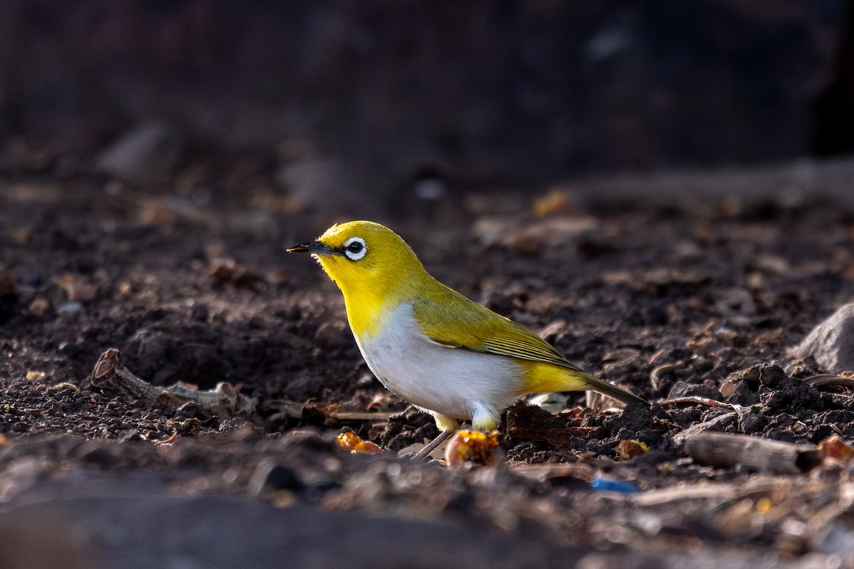 Indian White-eye - ML620290695