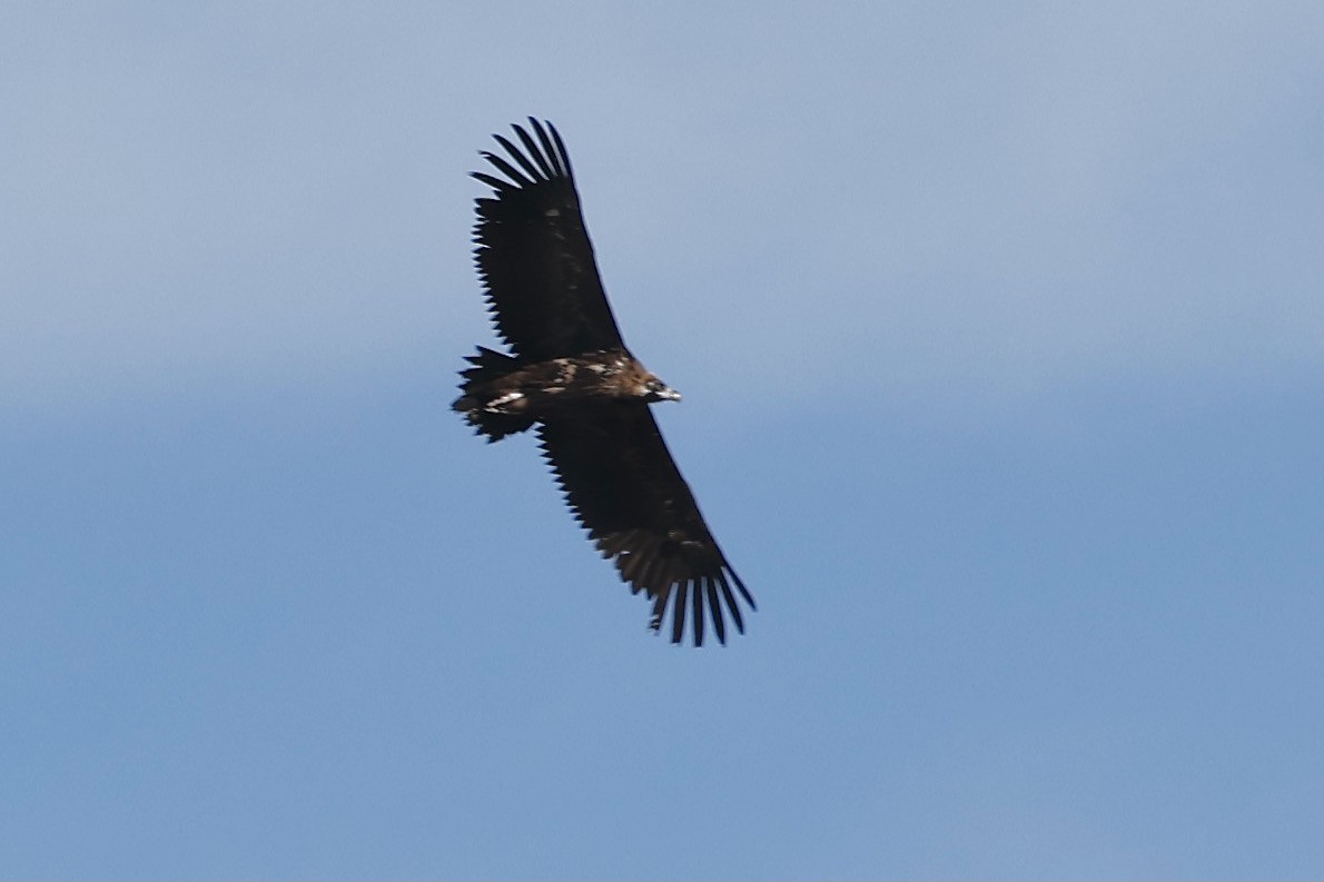 Cinereous Vulture - ML620290696