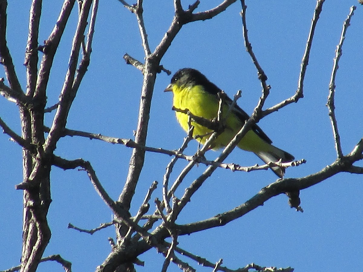 Lesser Goldfinch - ML620290701