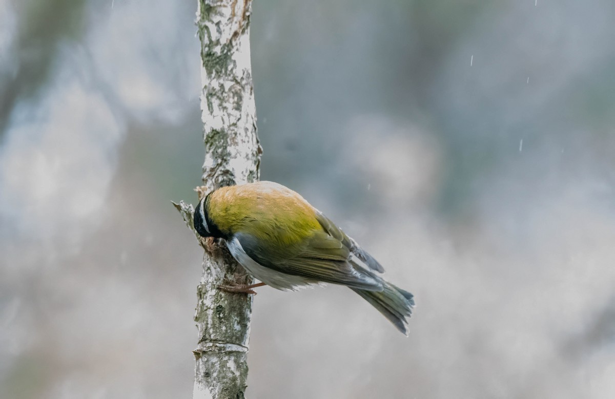 White-naped Honeyeater - ML620290705