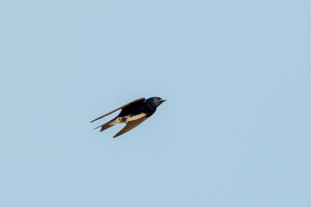 Golondrina Caribeña - ML620290710