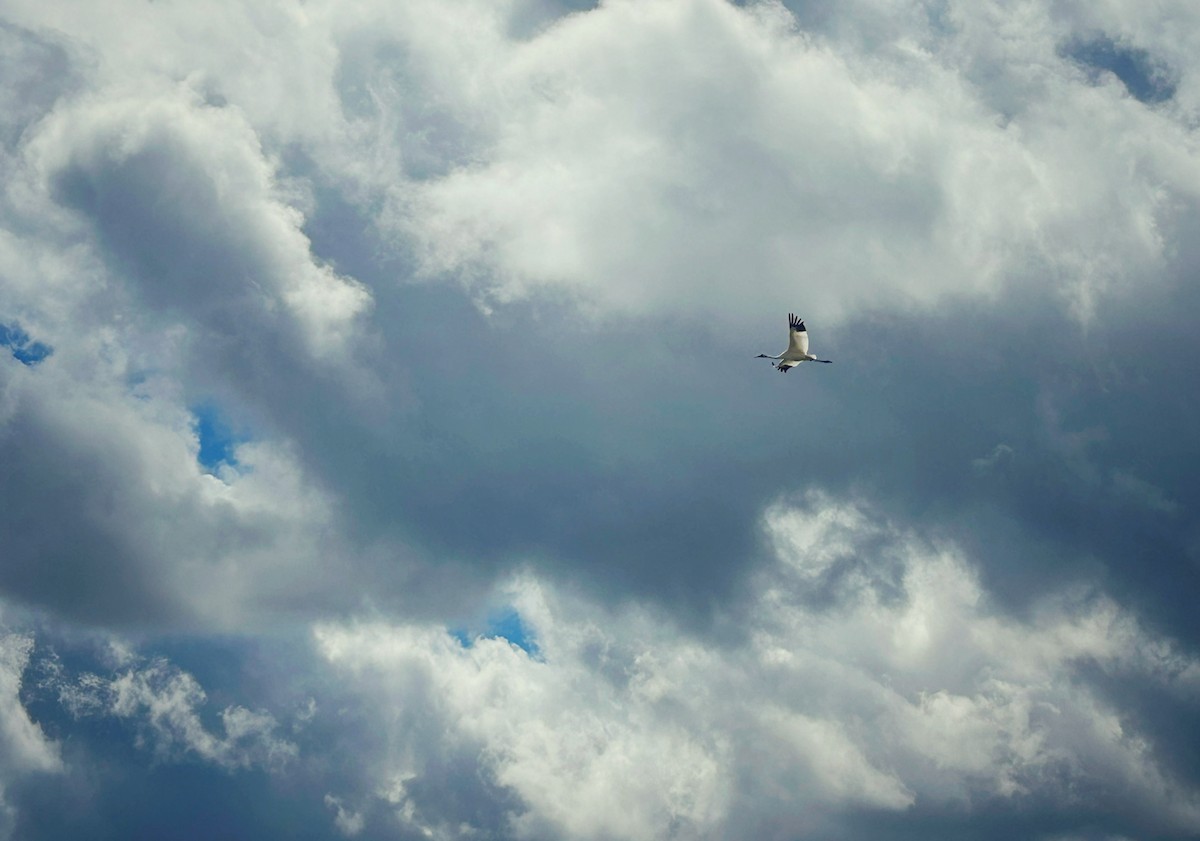 Whooping Crane - ML620290719