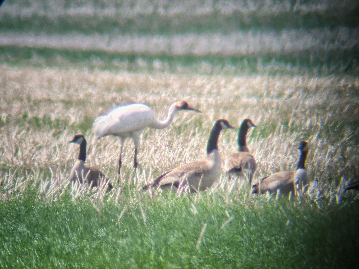 Whooping Crane - ML620290724