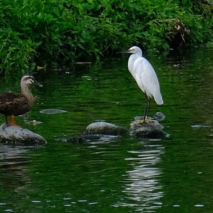 Little Egret - ML620290727