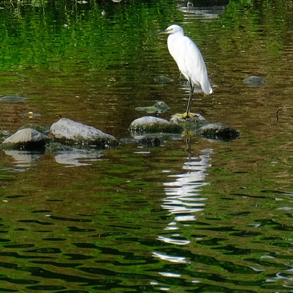 Little Egret - ML620290728