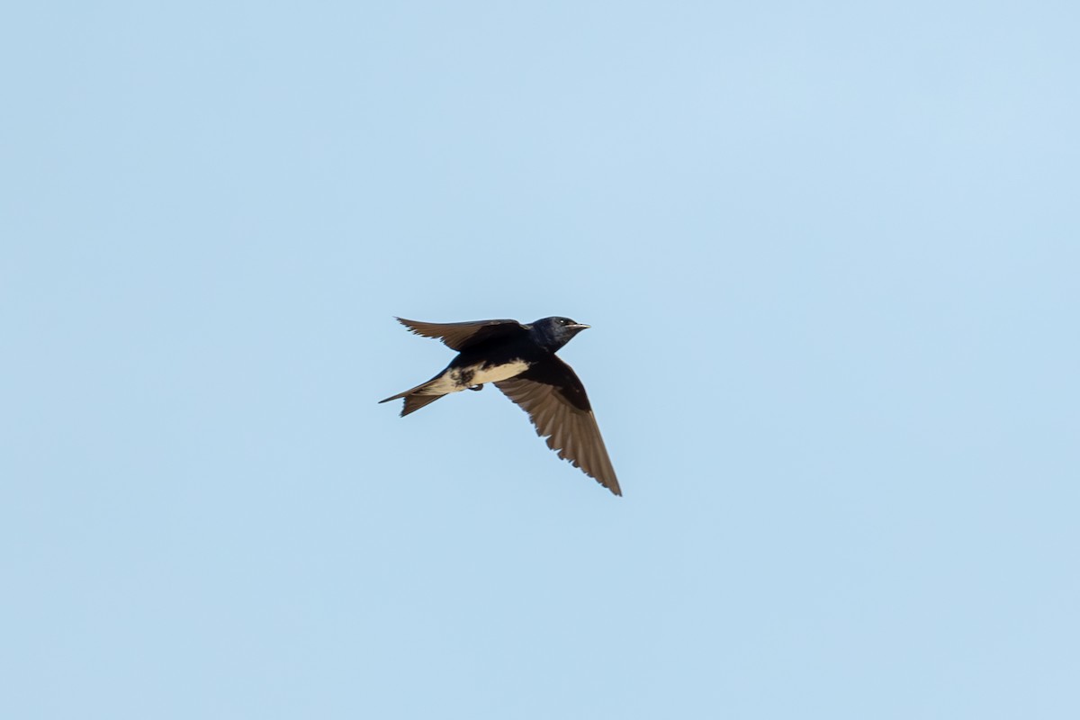 Golondrina Caribeña - ML620290729