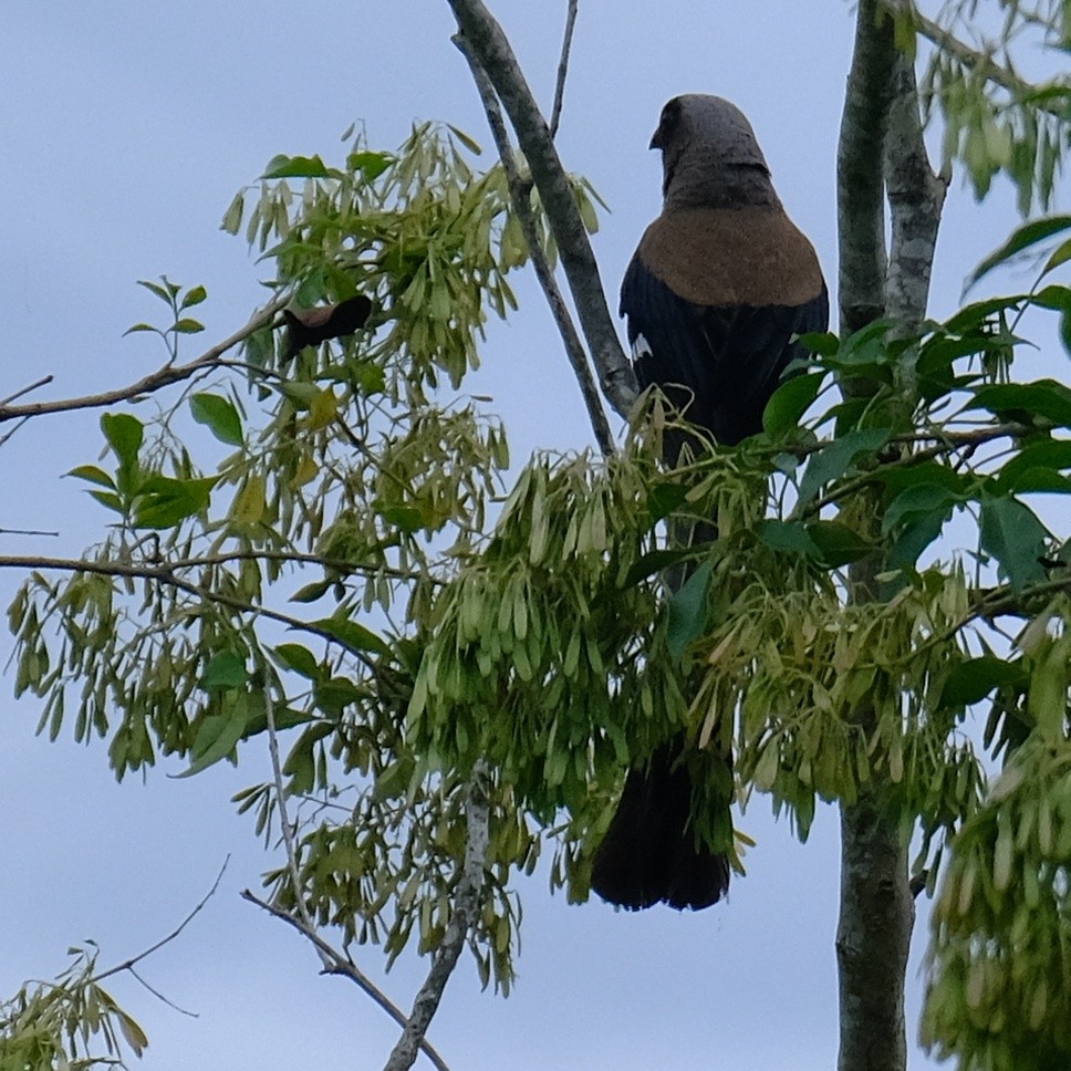 Gray Treepie - ML620290737