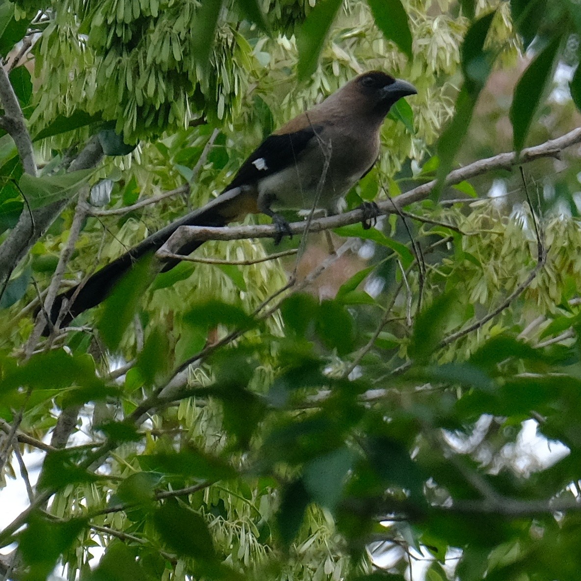 Gray Treepie - ML620290738