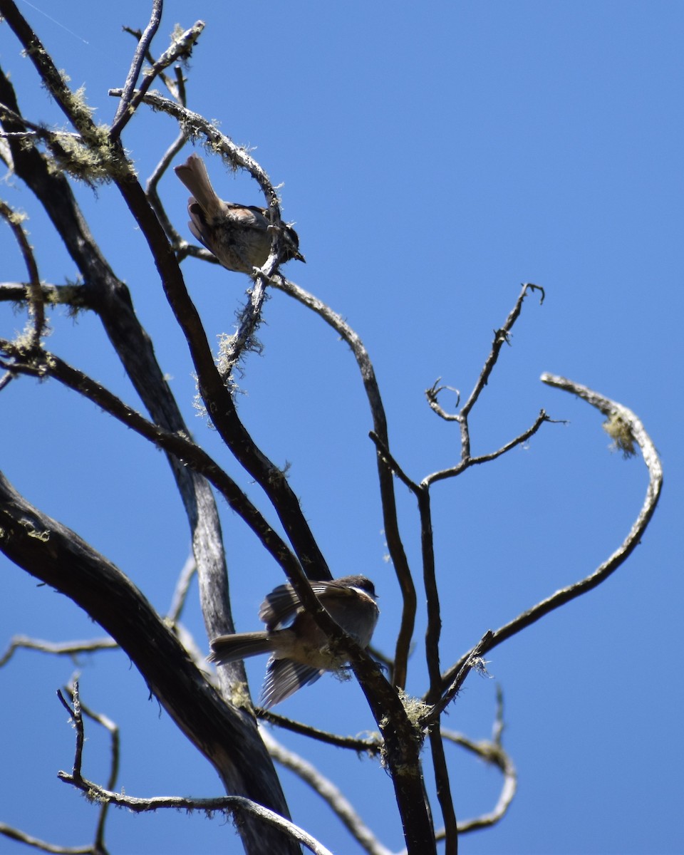 Mésange à dos marron - ML620290740