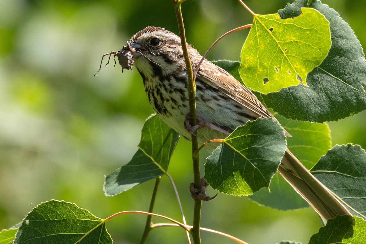 Song Sparrow - ML620290741