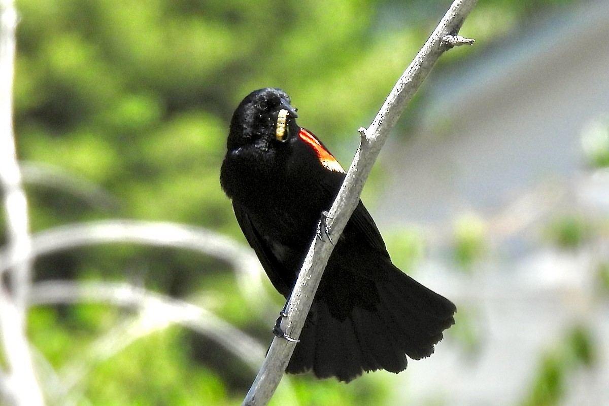 Red-winged Blackbird - ML620290745
