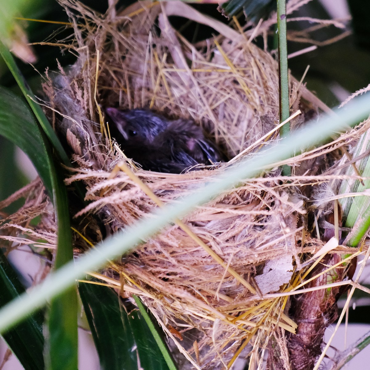 Bulbul de Taïwan - ML620290749