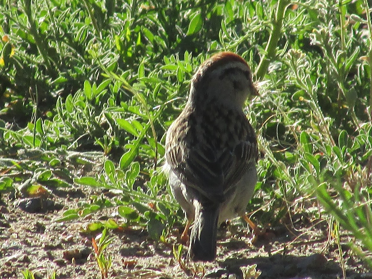 Chipping Sparrow - ML620290751