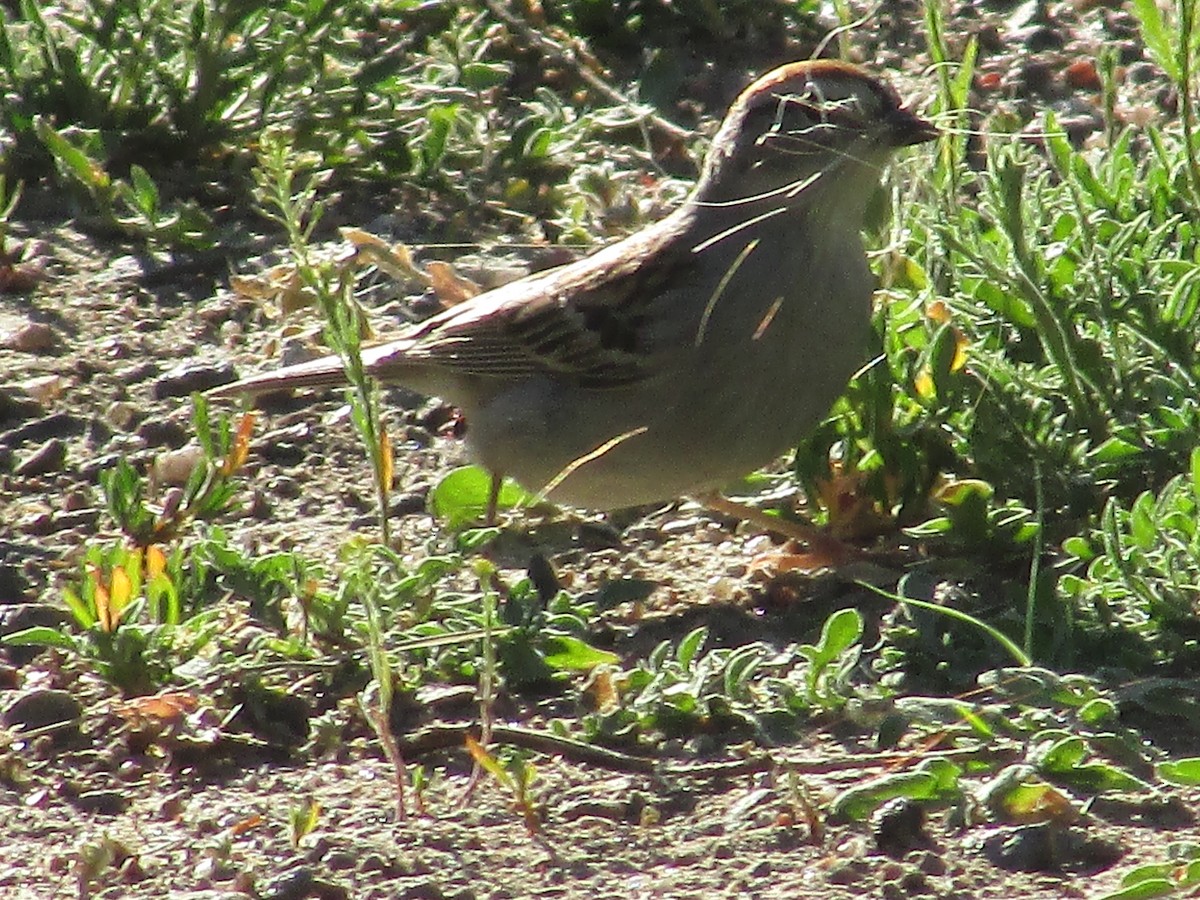 Chipping Sparrow - ML620290752