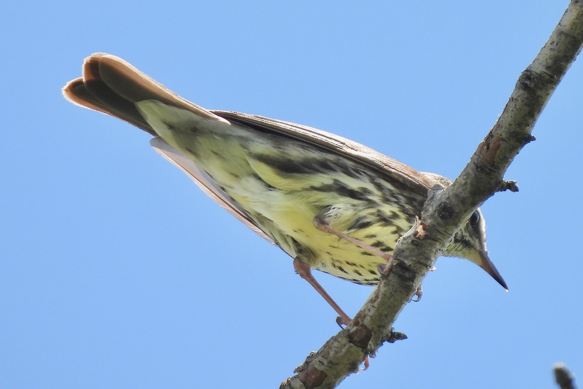 Northern Waterthrush - ML620290754