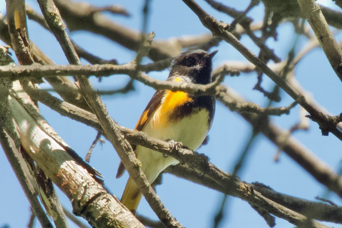 American Redstart - Hobart Collins