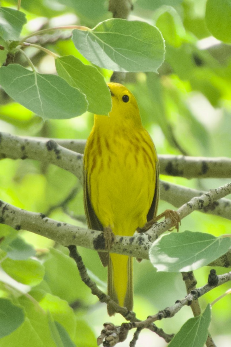 Yellow Warbler - ML620290758