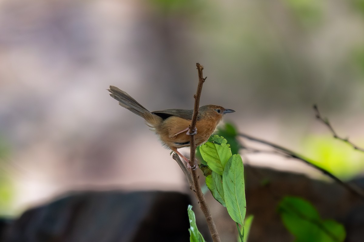 Tawny-bellied Babbler - ML620290762