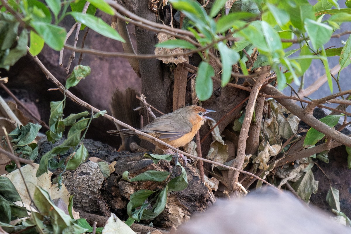 Tawny-bellied Babbler - ML620290763