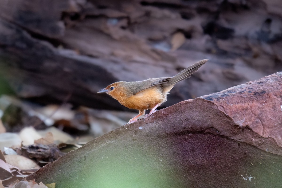 Tawny-bellied Babbler - ML620290764