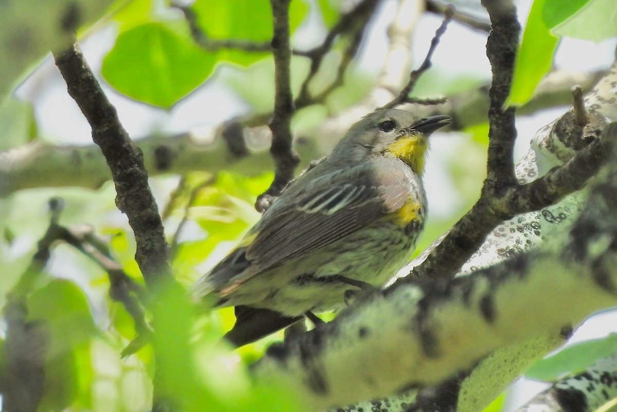 Kronenwaldsänger (Audubonwaldsänger) - ML620290765