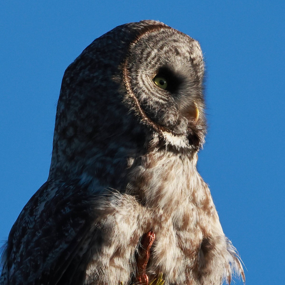 Great Gray Owl - ML620290766