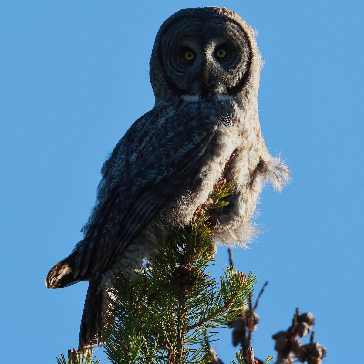 Great Gray Owl - ML620290767