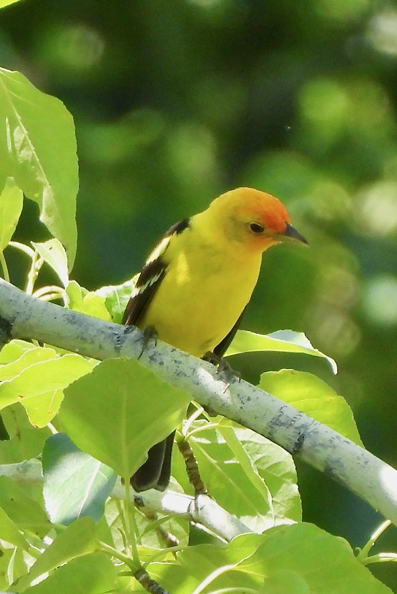 Western Tanager - ML620290768