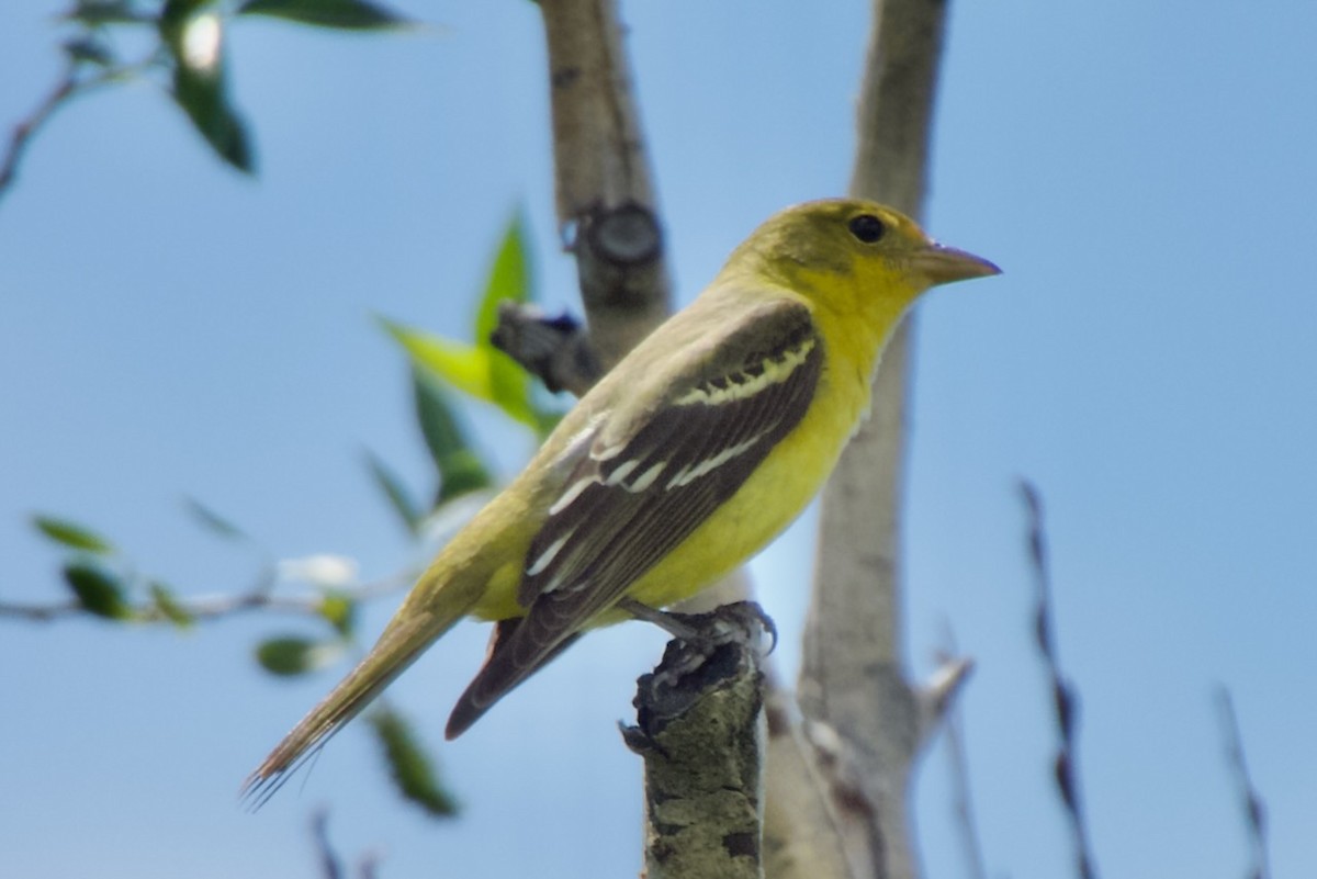 Western Tanager - ML620290771