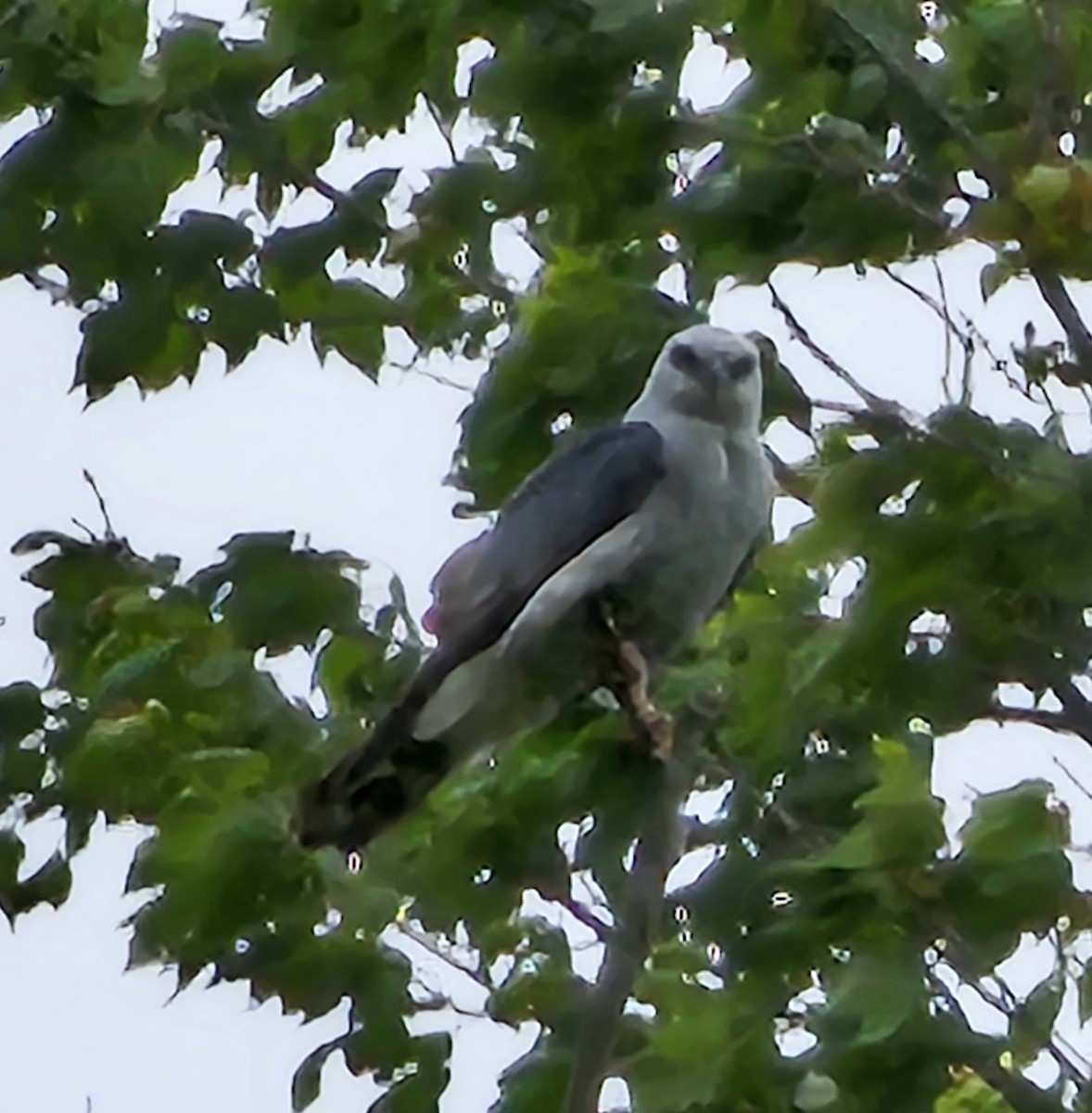 Mississippi Kite - ML620290776