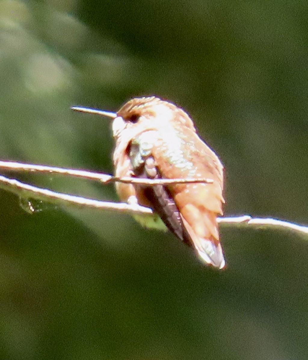 Allen's Hummingbird - ML620290777