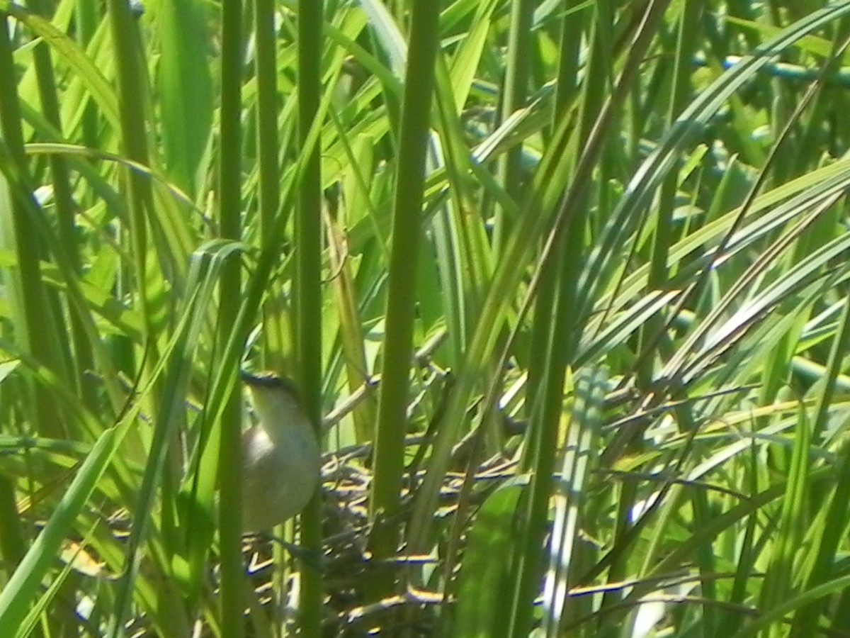 Yellow-chinned Spinetail - ML620290778