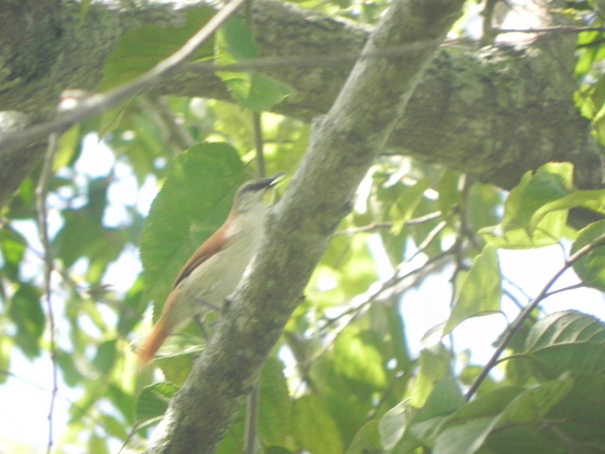 Yellow-chinned Spinetail - ML620290779