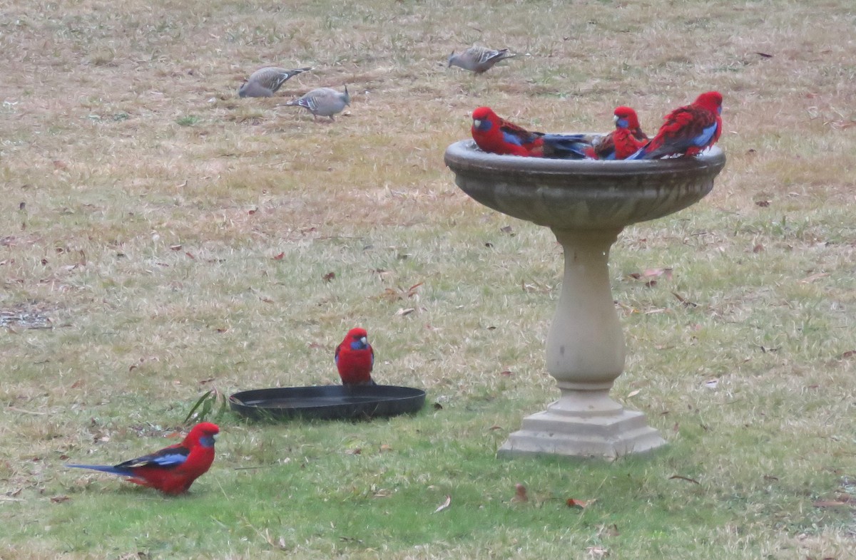 Crimson Rosella - ML620290782